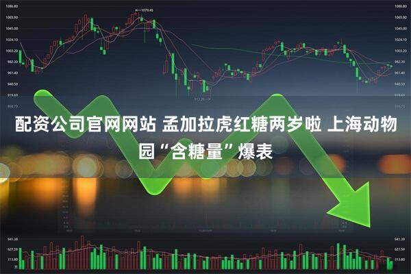 配资公司官网网站 孟加拉虎红糖两岁啦 上海动物园“含糖量”爆表